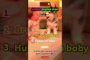 Cutest puppies in the world 🐶❤️ #dog #cutest  #shorts