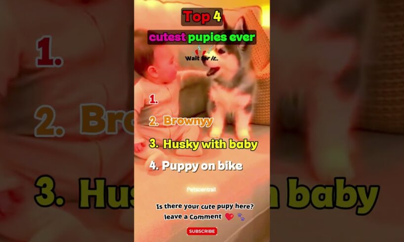 Cutest puppies in the world 🐶❤️ #dog #cutest  #shorts