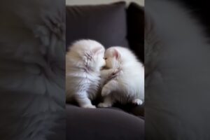 Cutest puppies 🐶  #shortsviral #shorts #youtubeshorts #youtubevideo #animals #explore