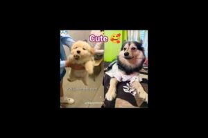 Cutest puppies 😍#viral #dog #duet #funny #trending #pets #viralvideo #trendingshorts