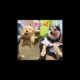 Cutest puppies 😍#viral #dog #duet #funny #trending #pets #viralvideo #trendingshorts