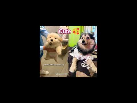 Cutest puppies 😍#viral #dog #duet #funny #trending #pets #viralvideo #trendingshorts