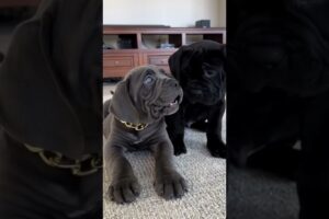 Cutest puppies… #dog #canecorso #mastiff #youtubeshorts #puppy y