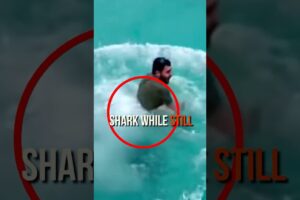 Dad vanishes after wrestling massive shark - what happens next? #mystery #shark #shark