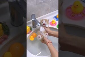 Did you see a little kitten takes its first bath in the water!!😻💕#cute #kitten #cat #meow