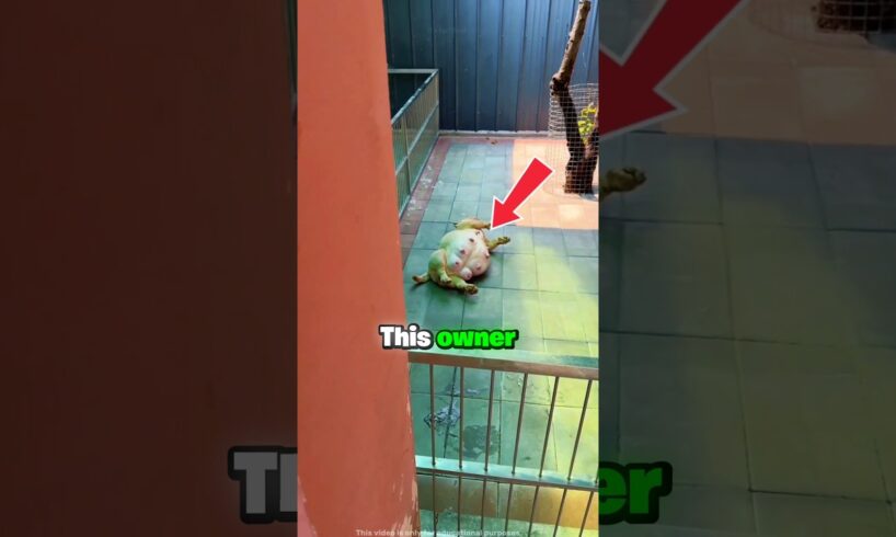 Dog Gives Birth to 7 Cute Puppies ❤️ #shorts