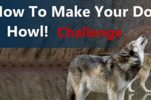 Dog Howl Test   Sounds Guaranteed To Make Your Dog Howl