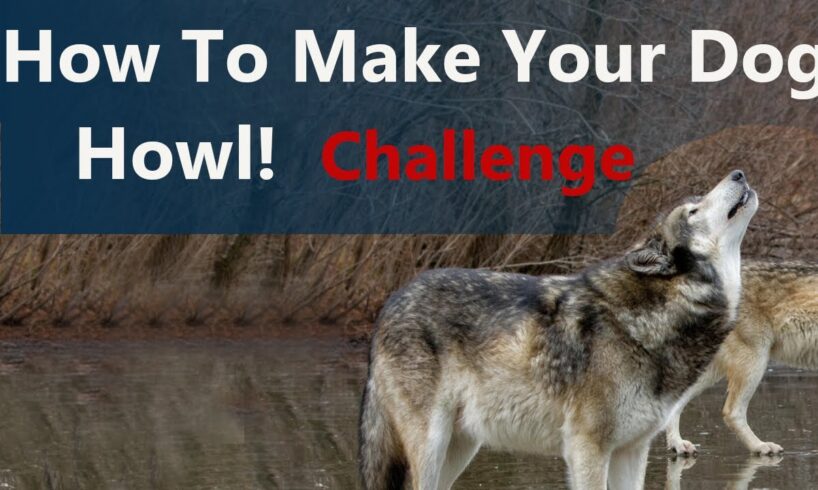 Dog Howl Test   Sounds Guaranteed To Make Your Dog Howl
