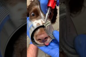 Dog Rescued from a Sharp Tin Can! #rescue #dog #animalrescue