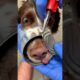 Dog Rescued from a Sharp Tin Can! #rescue #dog #animalrescue