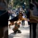 Dog Spots Dad And Freaks Out in Crowd - Soldier Had Been Away For Months!  #Reunion #Military #Dog