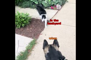 Dog vs Cat (Street Edition)