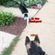 Dog vs Cat (Street Edition)