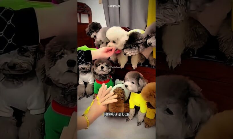 Dogs Learn to Dance for Food 😍 | Cutest Puppies Ever | Emotional Dog Story