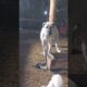 Don’t Ever Mess with a Guard Dog’s Puppy (fratalkan0434) #animals #dog #guarddog