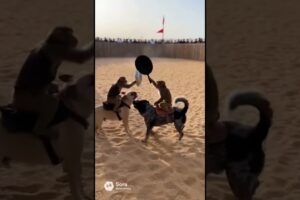Don't fight guys 😭😭#monkey #dogs #shorts #animals #fighting #subscribe #funny