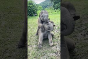 Double the Trouble! Adorable Twin Baby Elephants Play Together🥰 #babyelephant ##elephant #shorts