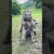 Double the Trouble! Adorable Twin Baby Elephants Play Together🥰 #babyelephant ##elephant #shorts