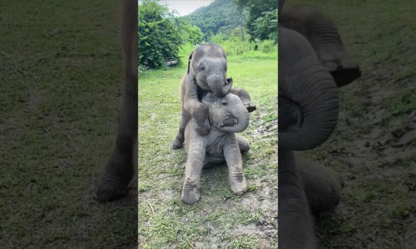 Double the Trouble! Adorable Twin Baby Elephants Play Together🥰 #babyelephant ##elephant #shorts
