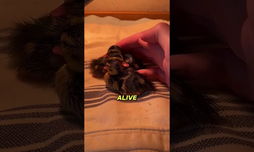 Ducklings Wouldn't Survive Without Me After I  Destroyed Their Nest #Rescue #Wildlife #Shorts