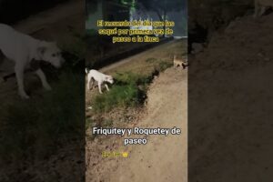 El recuerdo del día que las saqué por primera vez de paseo a la finca #dogs #perros #adoptstrays