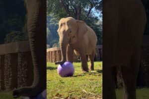 Elephant Playing Goes Unexpected 😳🐘🔥#shorts #elephant #animals #viral