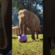 Elephant Playing Goes Unexpected 😳🐘🔥#shorts #elephant #animals #viral
