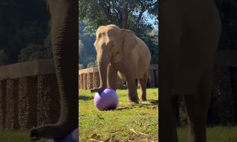 Elephant Playing Goes Unexpected 😳🐘🔥#shorts #elephant #animals #viral