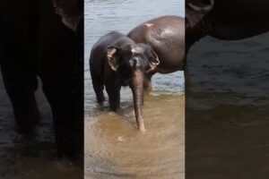 Elephant playing in Water. It behaves like a Kid. #shorts #elephant #elephants #animalhillock