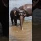 Elephant playing in Water. It behaves like a Kid. #shorts #elephant #elephants #animalhillock