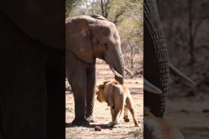 Elephant vs Lion Battle in Jungle | Rare Animal Fight Scene#wildlife#lion  (Animated)