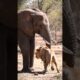 Elephant vs Lion Battle in Jungle | Rare Animal Fight Scene#wildlife#lion  (Animated)