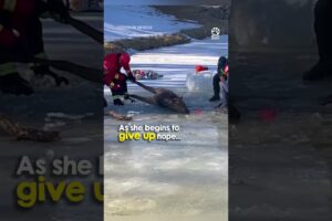 Elk Trapped Under Ice Makes Final Desperate Push for Survival #rescue #animals #wildlife