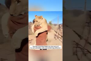 Emotional moments when animals reunite with their humans