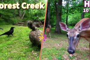 Entertain your pets with a Forest Stream featuring Squirrels, Crows and Deer | 10-Hour Cat & Dog TV
