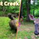 Entertain your pets with a Forest Stream featuring Squirrels, Crows and Deer | 10-Hour Cat & Dog TV