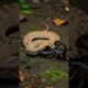 Epic Battle: Scorpion vs Snake – Who Will Win? 🐍🦂 #animalfight   #animals #wildlifebattle #snake