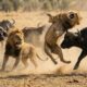 Epic Wild Animal Battles | Real Survival Fights in the Wild
