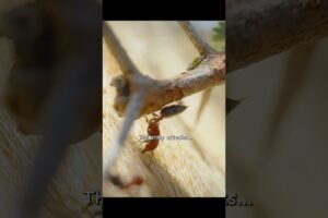Every ant fights fiercely to protect its home! #wildlife #animals #shorts