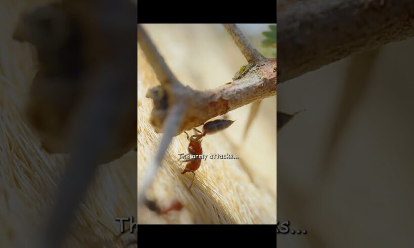 Every ant fights fiercely to protect its home! #wildlife #animals #shorts