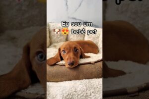 🐶 FILHOTES FOFOS! #mundopet #doguinhos #filhotes #cachorro #memes #cachorrosdivertidos