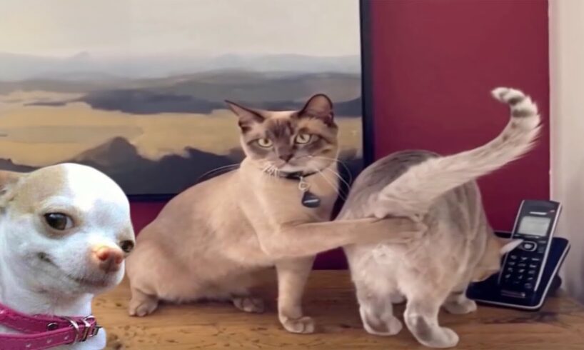 Fails so bad you don’t know whether to laugh or cry Part 2 - Funniest Videos Animals Part 2