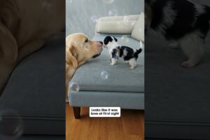 Family ❤️‍🩹 #puppylove #dogshorts #love #cute #puppies