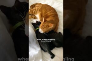 Feral Cat Rescued Before A Snowstorm Falls In Love With Foster Kittens | The Dodo