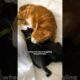 Feral Cat Rescued Before A Snowstorm Falls In Love With Foster Kittens | The Dodo