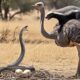 Fierce Clash Over Ostrich Eggs: Cobra vs Ostrich – The Honey Badger Appears! | Animal Fights