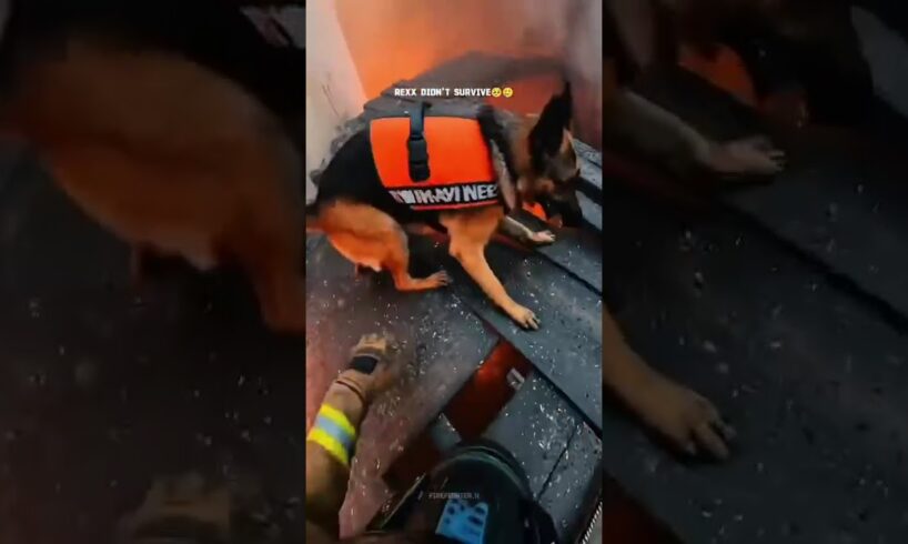Firefighter Rescues A Red Fox In Burning House!