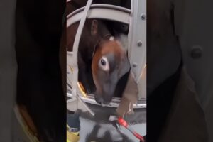 Firefighter Rescues Animals Stuck In A Traffic Fire !