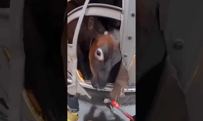 Firefighter Rescues Animals Stuck In A Traffic Fire !