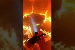 Firefighter Rescues Cat From Burning House !